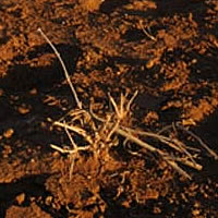 Decision expected if nationwide drought will be declared